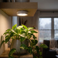 Cordless plant light under a shelf lighting a pothos