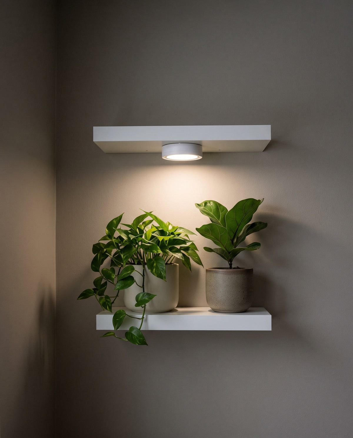 Dark plant corner with the light on