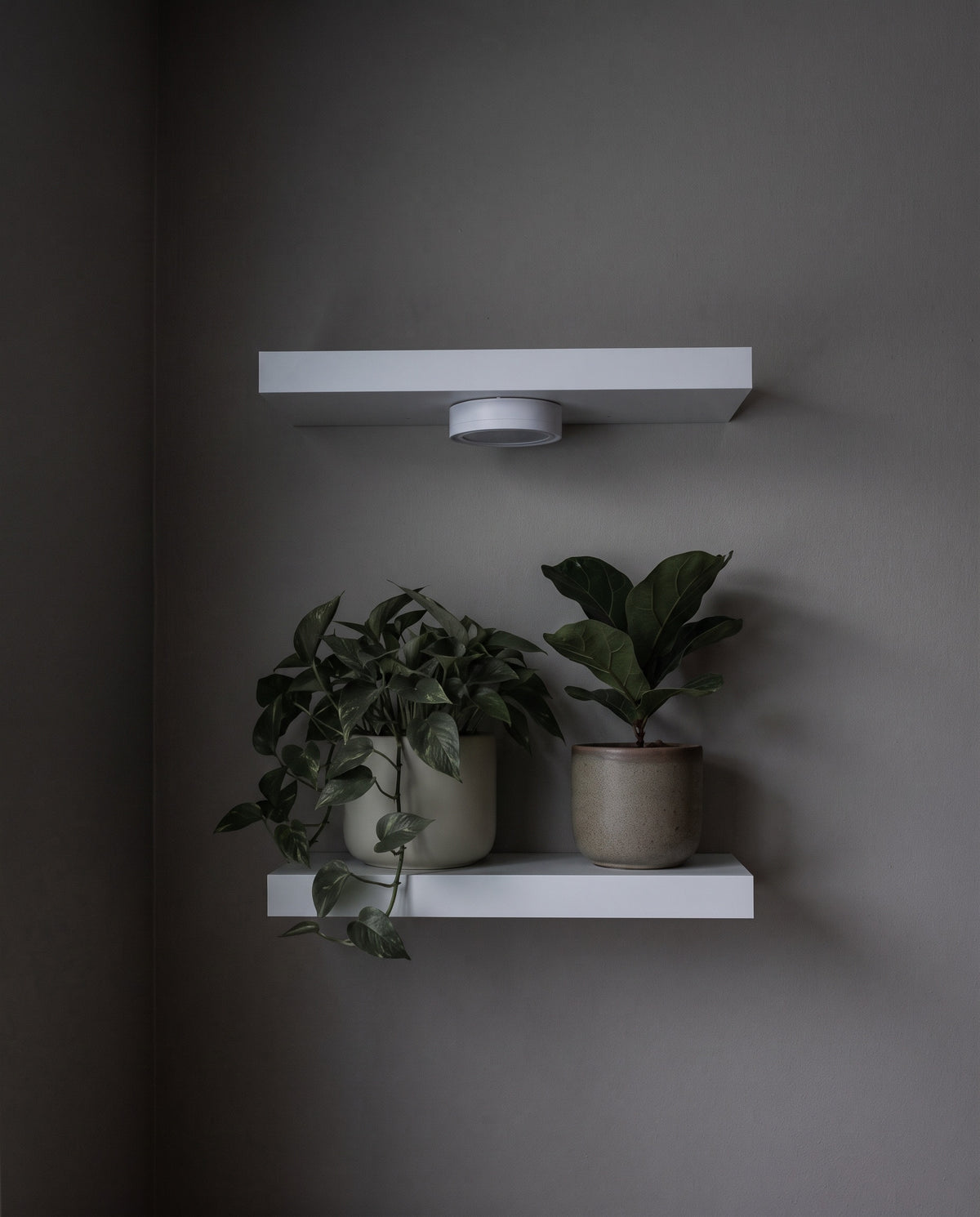 Dark plant corner with the light off