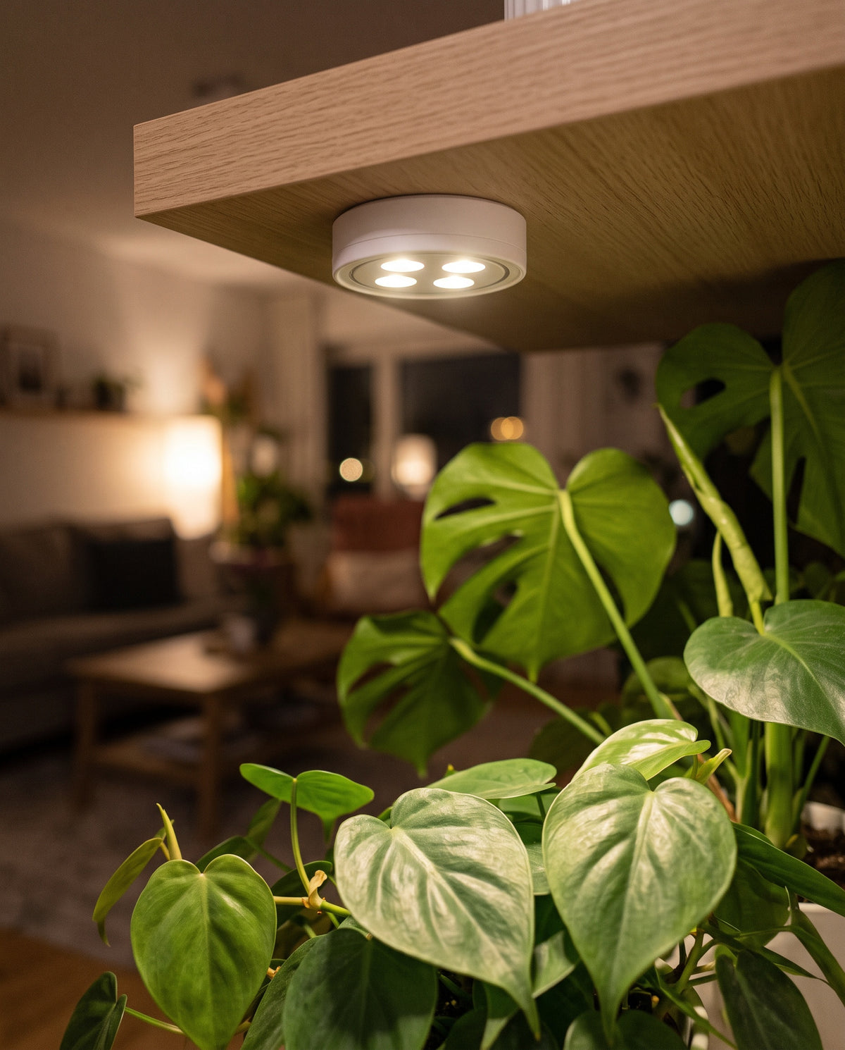 Plant light under a shelf above monstera leaves