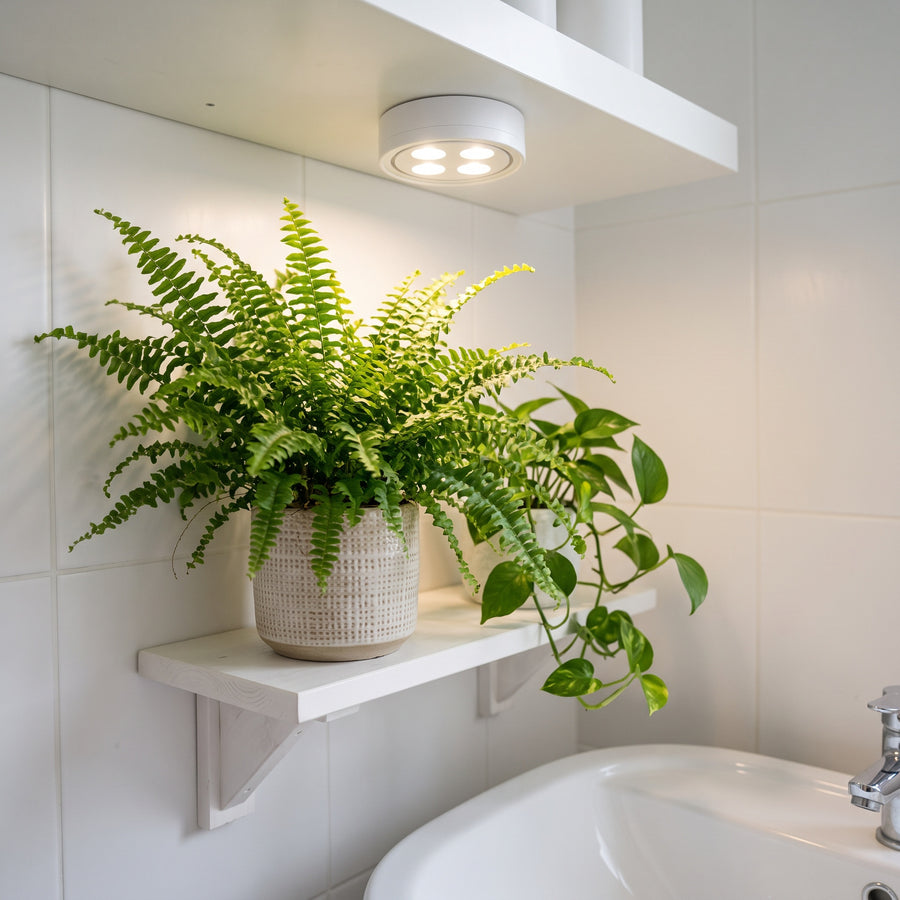 Plant light in a bathroom