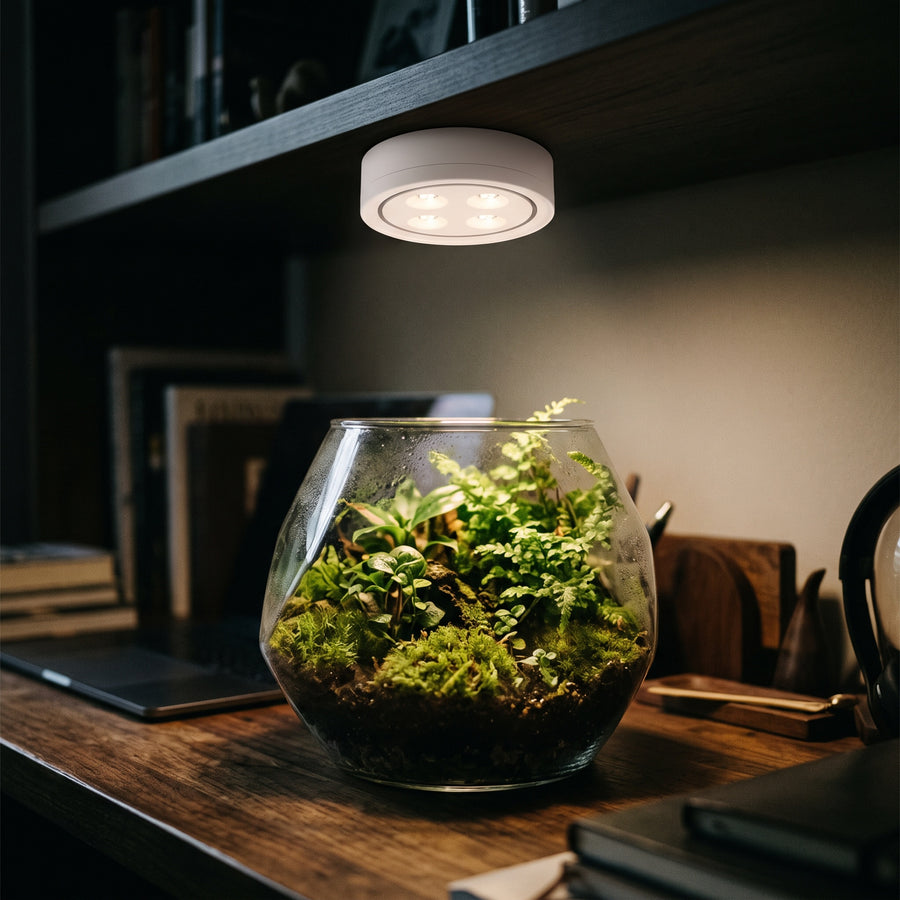 Plant light over a terrarium